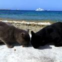 Mykonos Katzen (39)